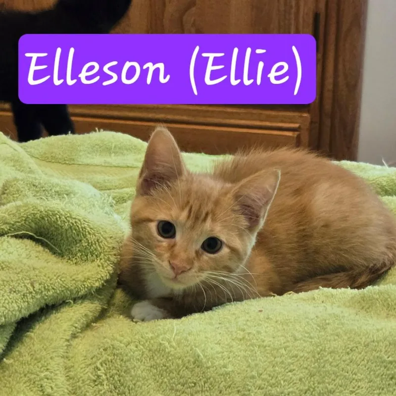 Elleson thumbnail 2