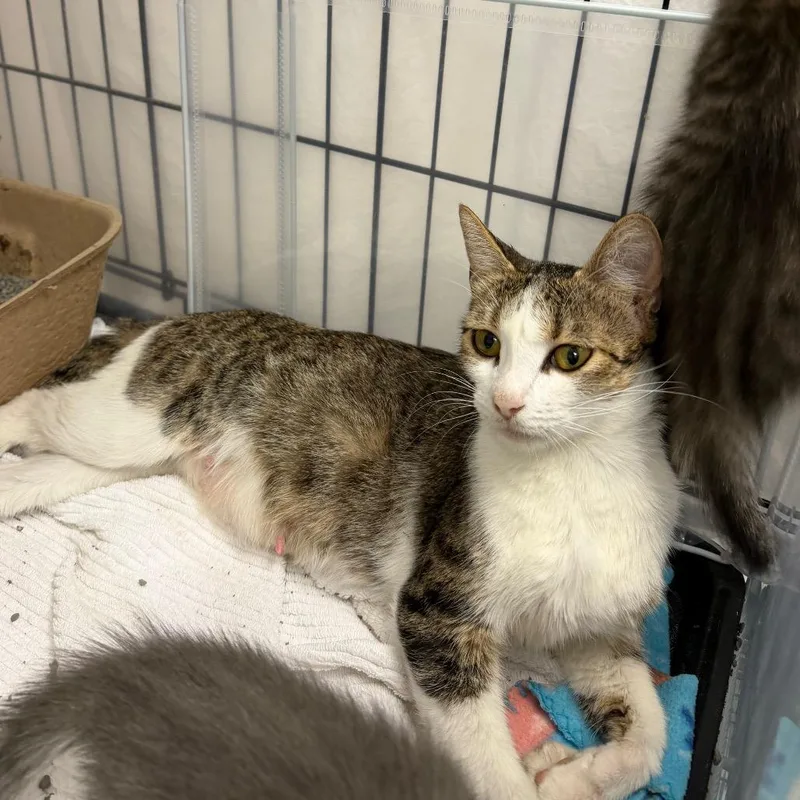 An adult medium-sized female Brown / Chocolate Domestic Short Hair cat named Sweeter Tea for adoption in Austin, TX