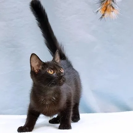 A young medium-sized female Black Domestic Short Hair cat named Pandora for adoption in Maynardville, TN