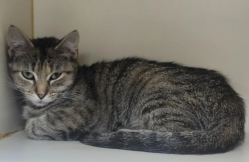 A baby large-sized female Domestic Short Hair cat named Mya for adoption in Little Rock, AR