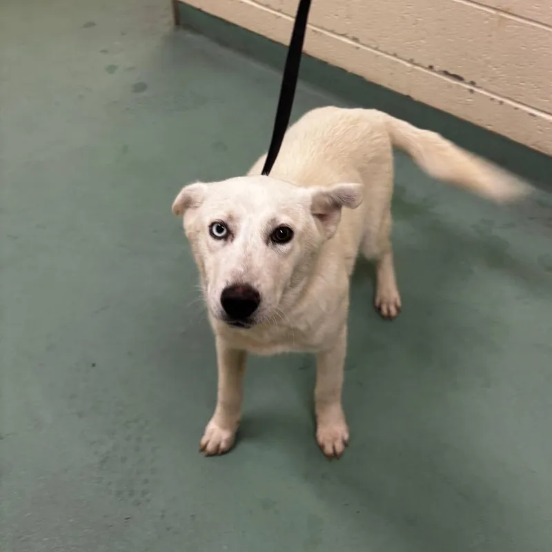 A young medium-sized male White / Cream Mixed Breed dog named Frisco for adoption in Memphis, TN