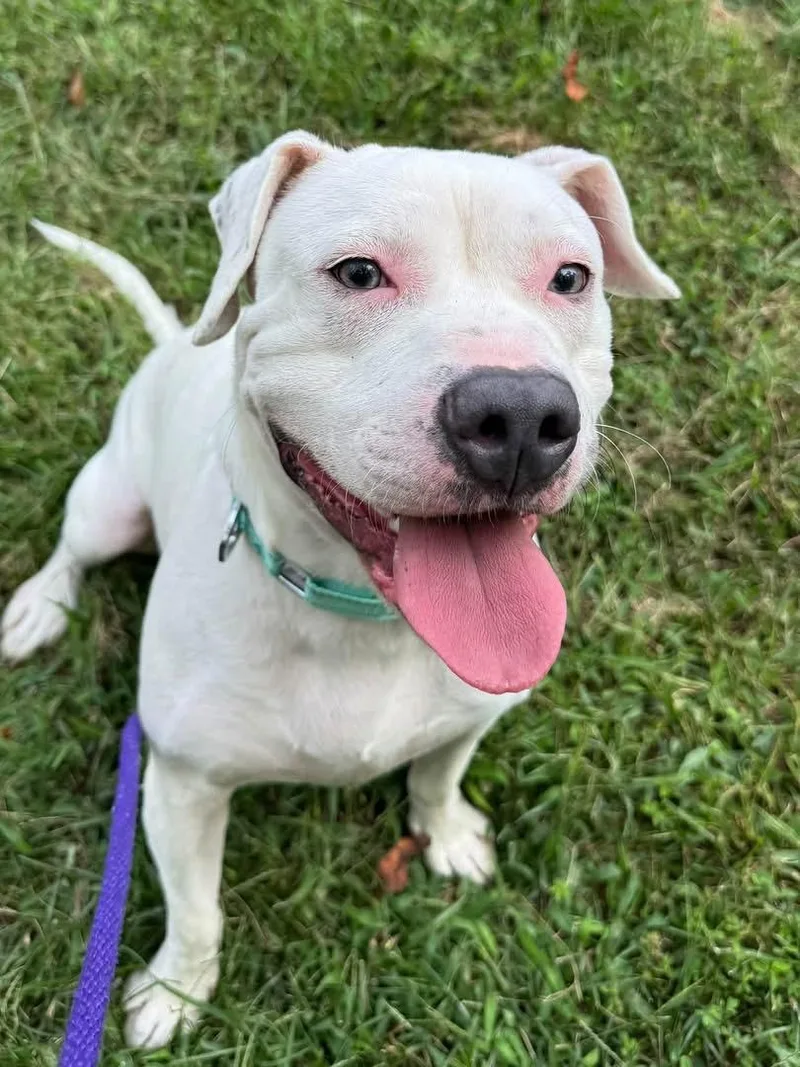 A young medium-sized male Pit Bull Terrier dog named Rodeo for adoption in Manassas, VA