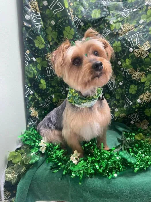 Francine thumbnail 2