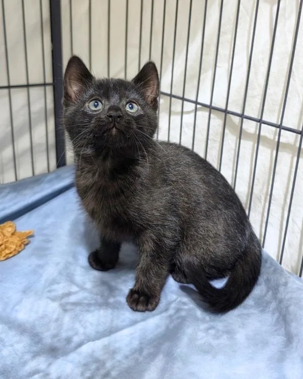 A baby small-sized male Domestic Short Hair cat named Nero for adoption in Novato, CA