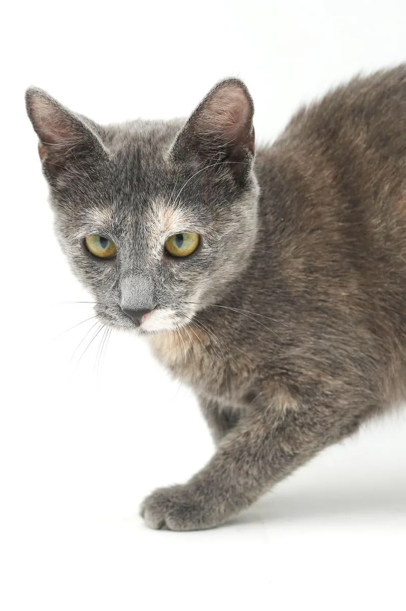 A baby small-sized female Dilute Tortoiseshell cat named Hazel is heaven in for adoption in Bedford Hills, NY