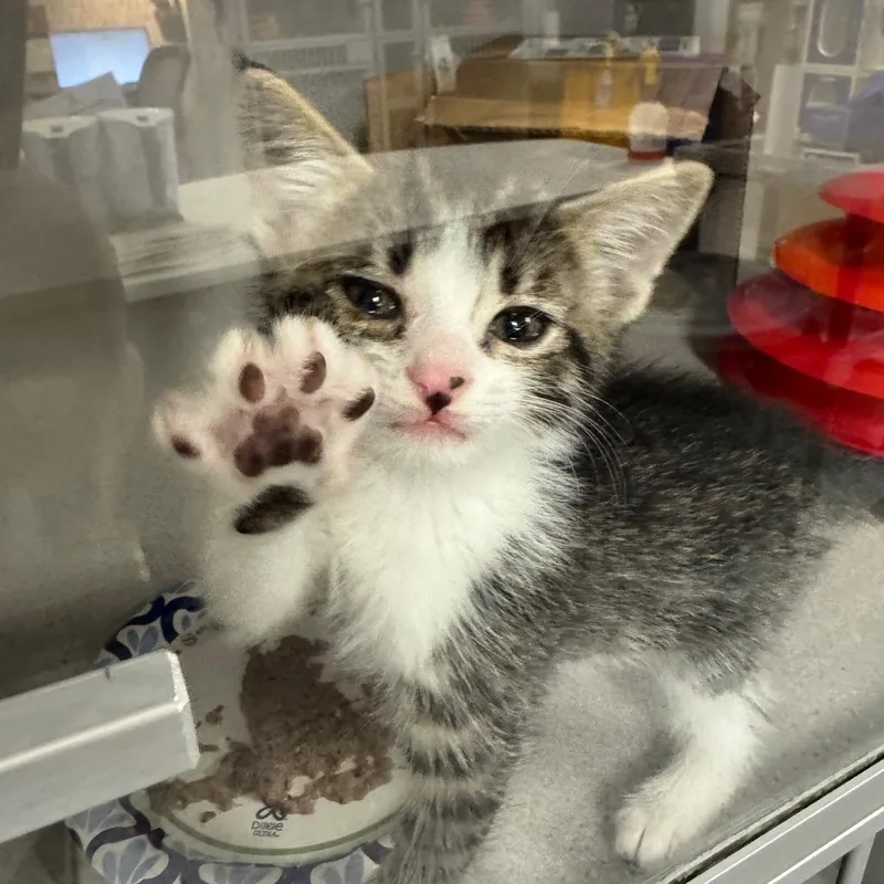 A baby small-sized male Gray / Blue / Silver Domestic Short Hair cat named Jarrett for adoption in Long Beach, CA