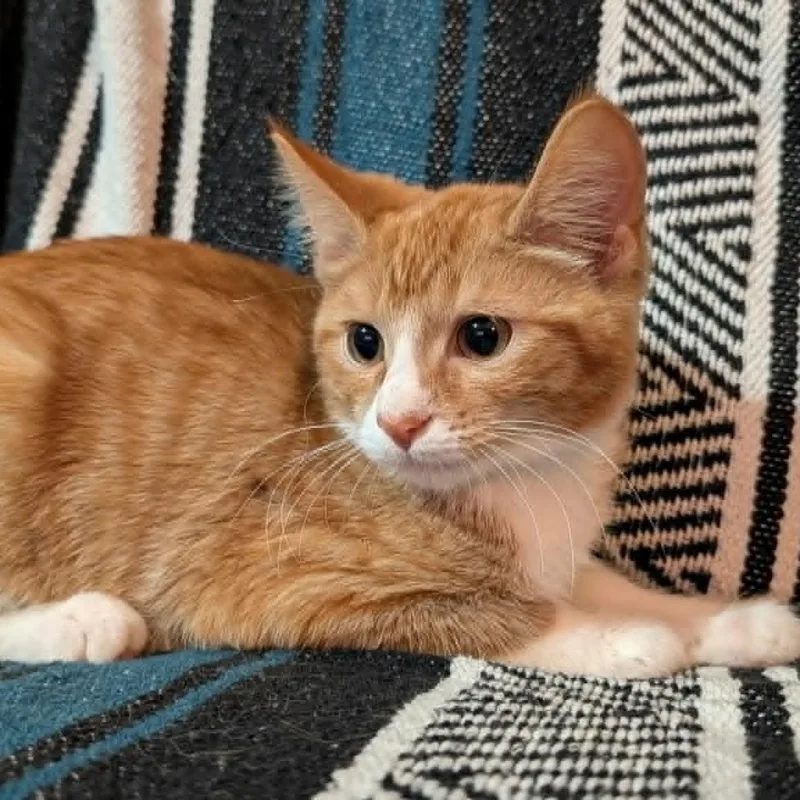 A baby medium-sized male Tabby (Orange / Red) Domestic Short Hair cat named Nikko for adoption in Orange, VA