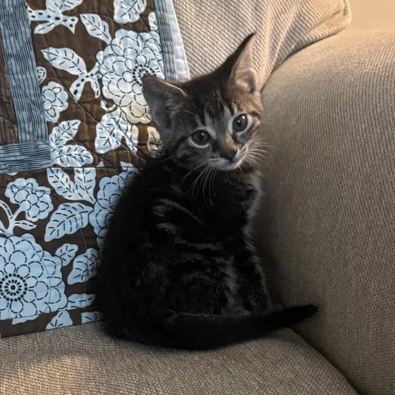 A baby small-sized male Brown / Chocolate Domestic Short Hair cat named Dusty for adoption in Bristol, IN