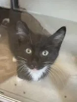 A baby small-sized male Domestic Short Hair cat named Charlie for adoption in Bellevue, WA