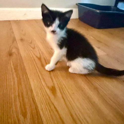 A baby small-sized female Domestic Short Hair cat named Charlotte for adoption in Verona, NJ