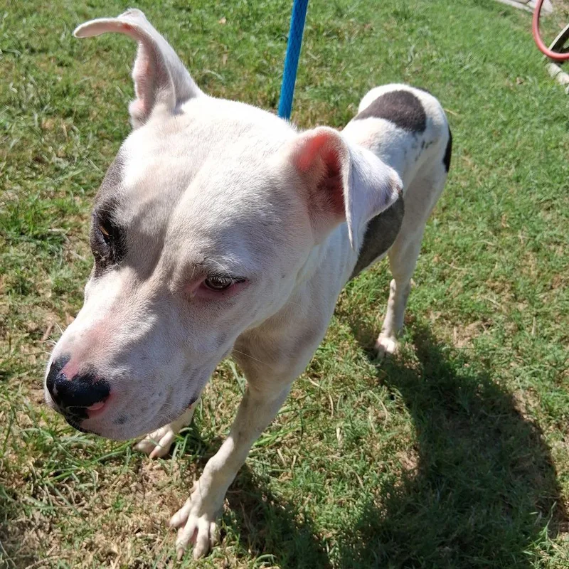 A young medium-sized male White / Cream Pit Bull Terrier dog named Oleander for adoption in Denison, TX