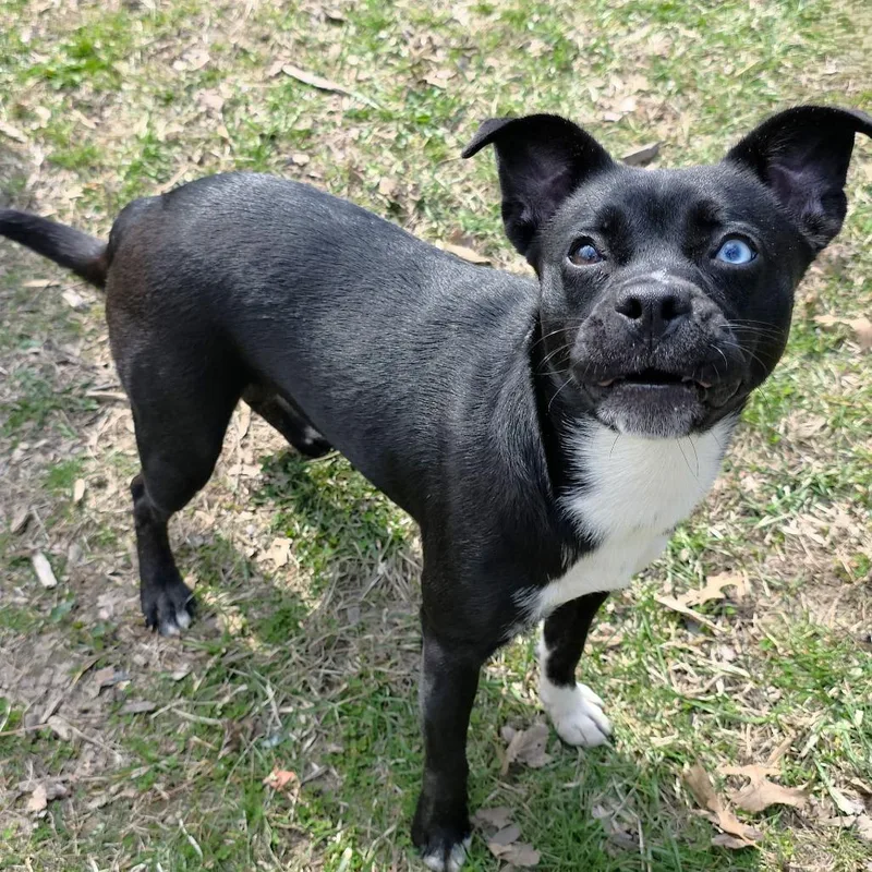 A young small-sized female Black Terrier dog named Didi for adoption in Michigan City, IN