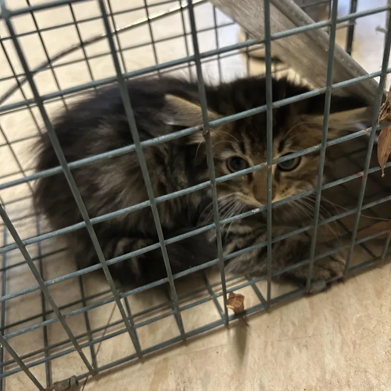 A baby small-sized female Black Domestic Short Hair cat named Hurley for adoption in Roxboro, NC