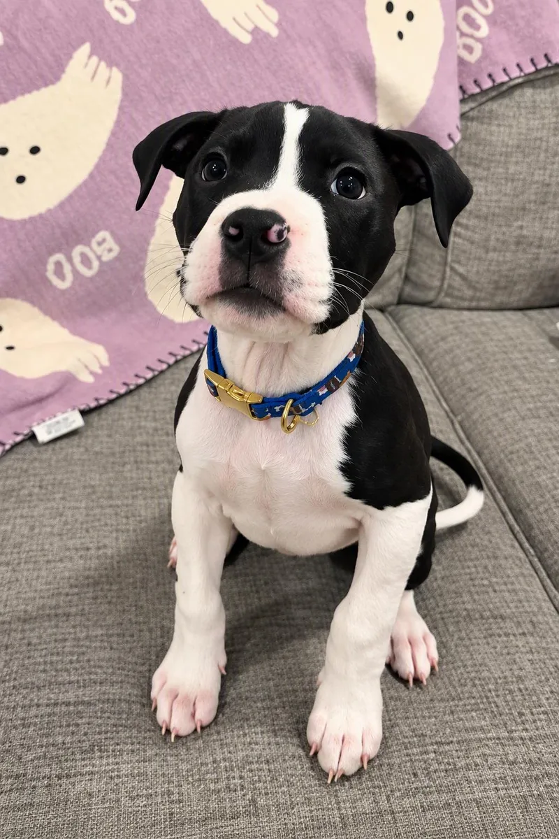A baby medium-sized male Pit Bull Terrier dog named Salem for adoption in Framingham, MA
