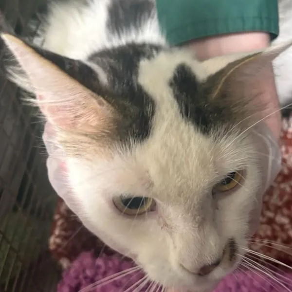 An adult small-sized male Domestic Short Hair cat named Lane for adoption in Des Moines, IA