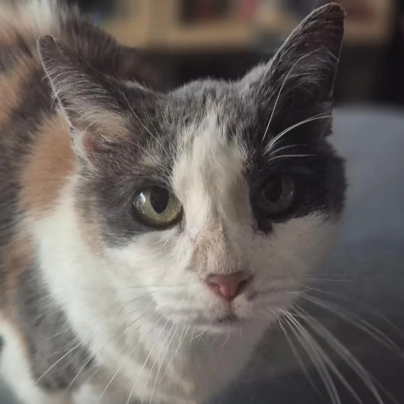 A senior medium-sized female Calico Domestic Short Hair cat named Barbara for adoption in Silver Spring, MD