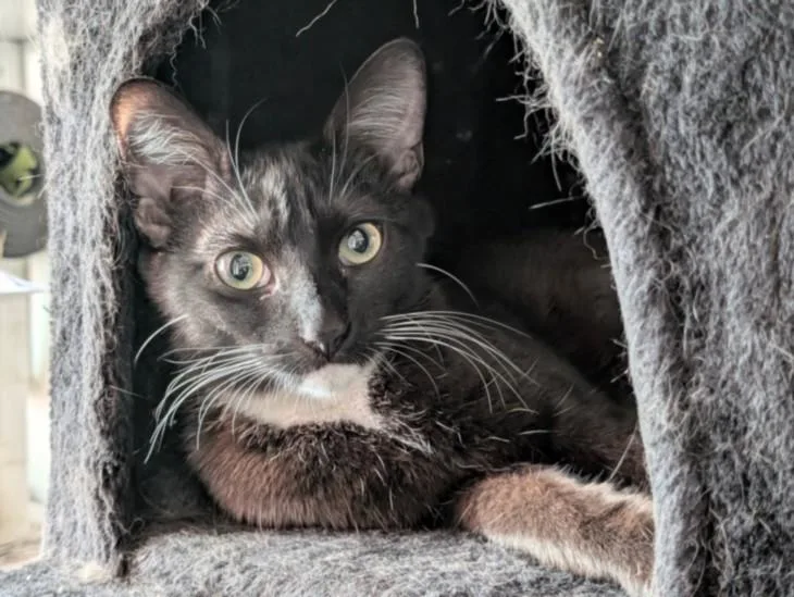 A young small-sized female Domestic Short Hair cat named Sister for adoption in Burbank, CA