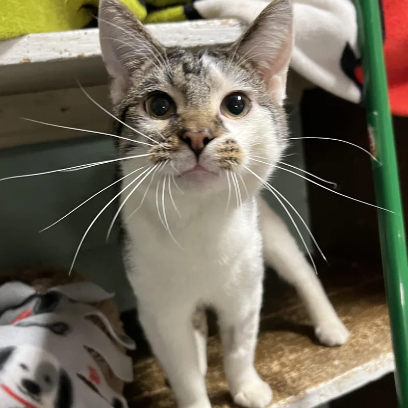 A young medium-sized male Tabby (Brown / Chocolate) Domestic Short Hair cat named Jason for adoption in Spencer, IA