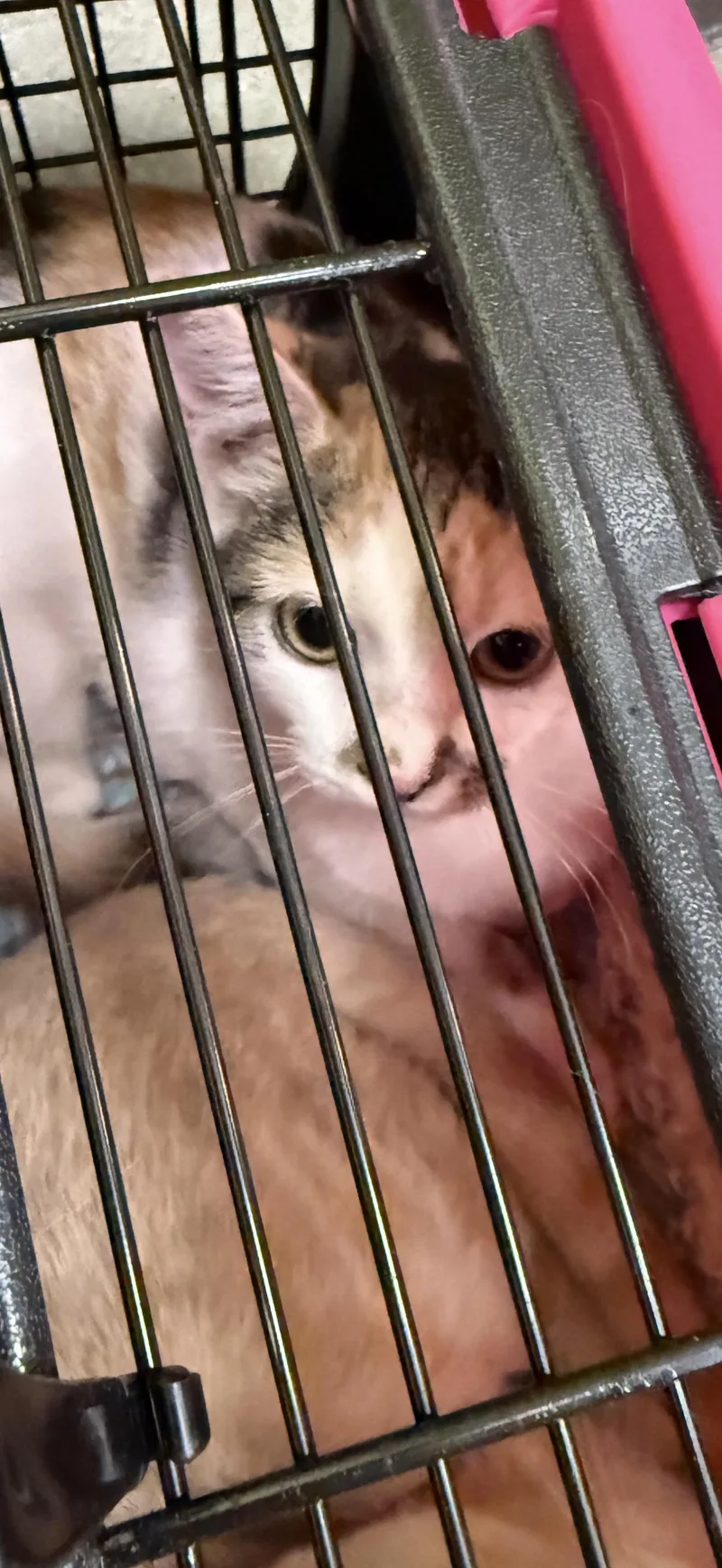 A baby medium-sized female Calico cat named Kitana for adoption in Las Vegas, NV