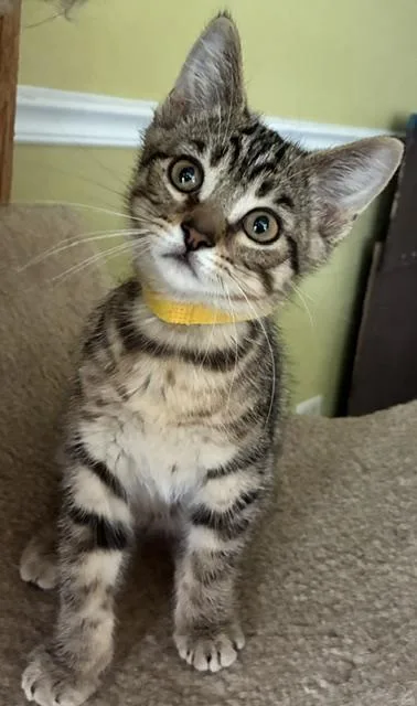 A baby small-sized male Tabby (Brown / Chocolate) Domestic Short Hair cat named Keaton for adoption in Kenosha, WI