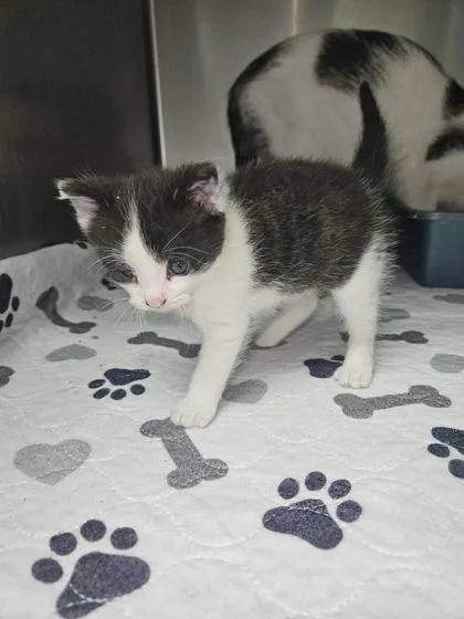 Oreo