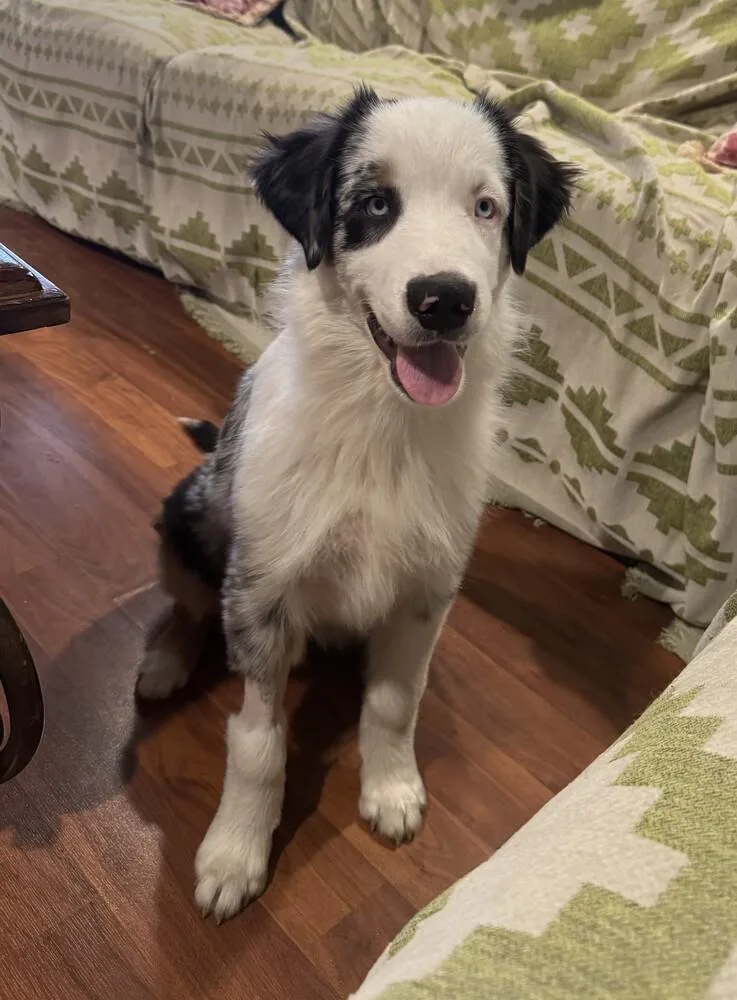 A baby small-sized male Australian Shepherd dog named Blue FKA Leon for adoption in Ontario, CA