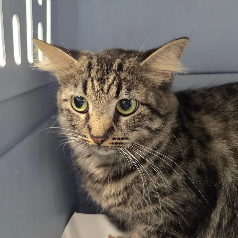 An adult small-sized female Domestic Medium Hair cat named Nellie for adoption in Chattanooga, TN
