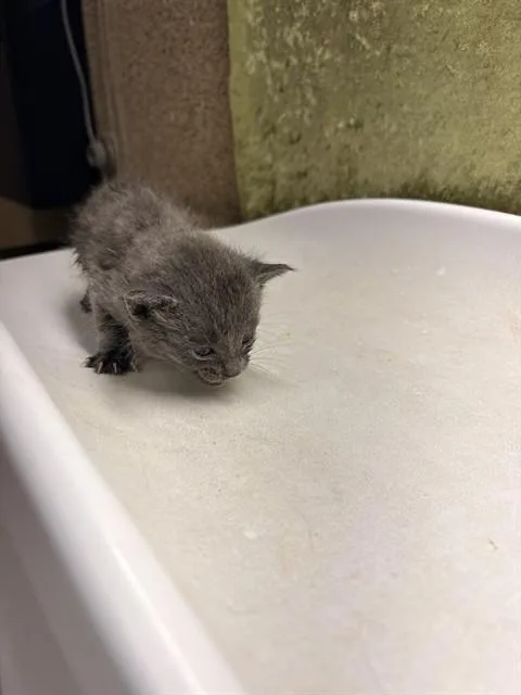 A baby small-sized female Domestic Short Hair cat named Bella for adoption in Riverside, CA