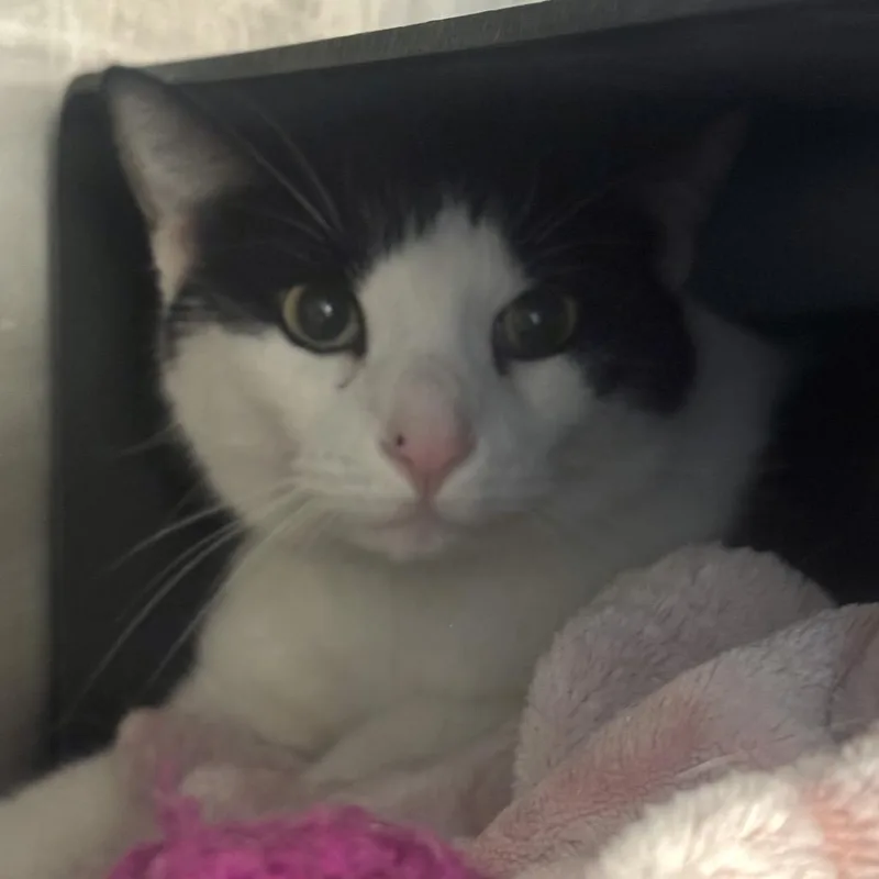 Tux