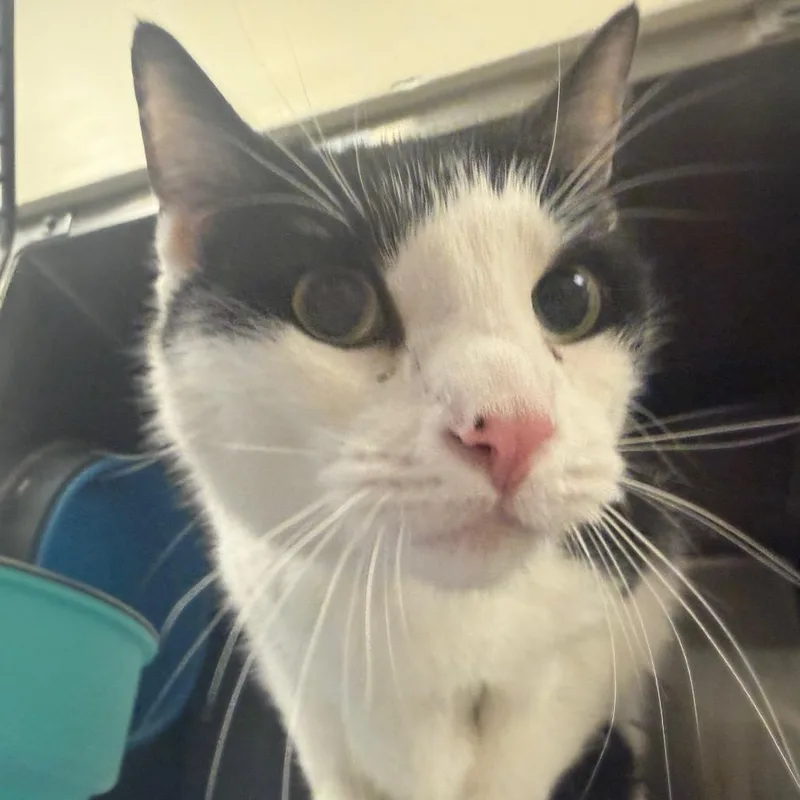 Tux thumbnail 2
