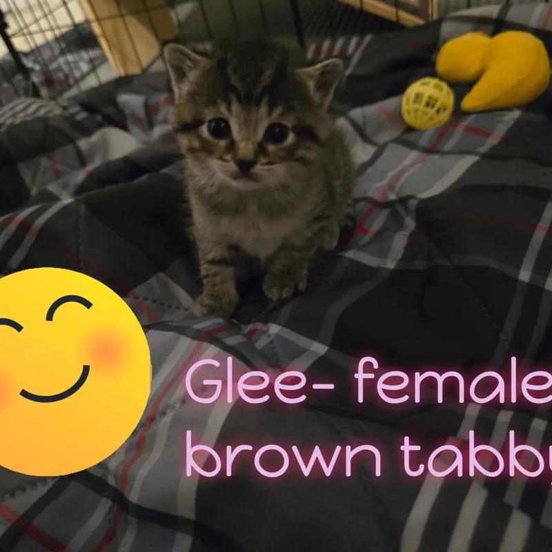 A baby small-sized female Brown / Chocolate Domestic Short Hair cat named Glee for adoption in Jasper, IN
