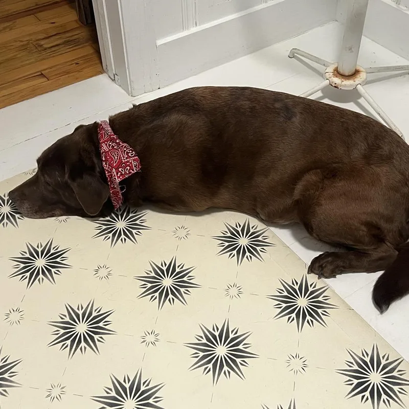 A senior large-sized female Brown / Chocolate Chesapeake Bay Retriever dog named Belle for adoption in Huntsville, AL
