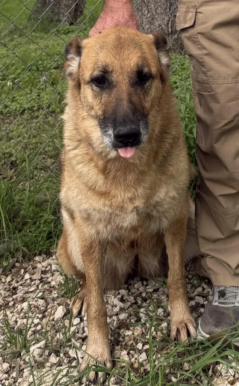 A senior large-sized female Bicolor German Shepherd Dog dog named Luna for adoption in canyon lake, TX