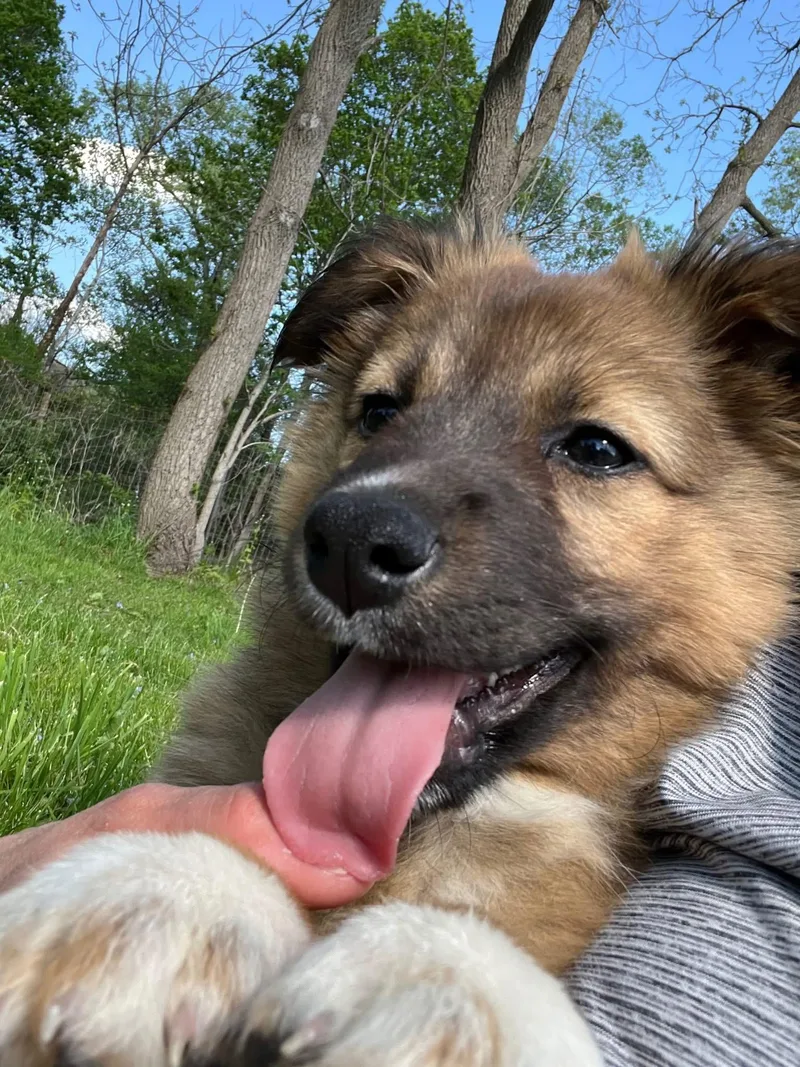 A baby large-sized female German Shepherd Dog dog named Two Socks for adoption in Salamanca, NY
