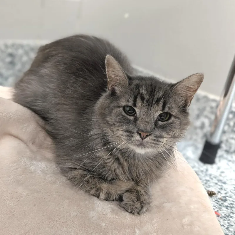 An adult medium-sized female Gray / Blue / Silver Domestic Long Hair cat named Mia Hamm for adoption in Brookfield, WI