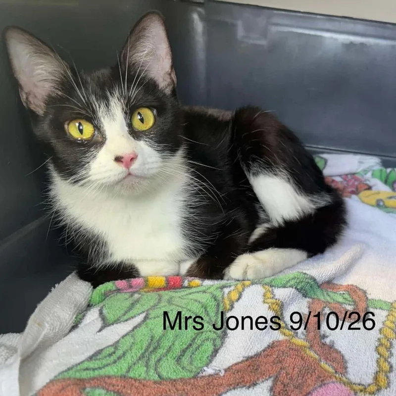 A young medium-sized female Domestic Short Hair cat named Mrs Jones for adoption in Kerrville, TX