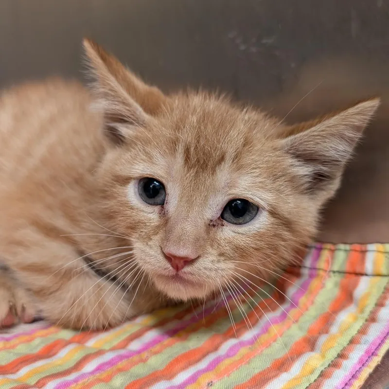A baby small-sized male Orange / Red Domestic Short Hair cat named Mango for adoption in Huntsville, AR