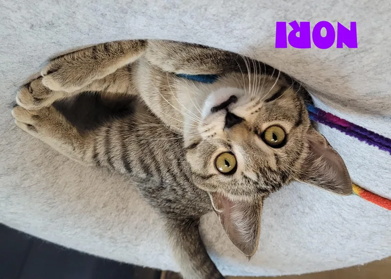 A young medium-sized female Tabby (Brown / Chocolate) Domestic Short Hair cat named Soba & Nori for adoption in Eugene, OR