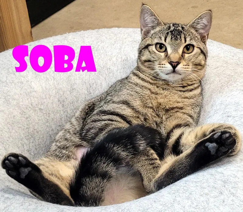 Soba & Nori thumbnail 3