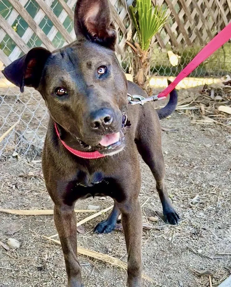 A young medium-sized female Black Pit Bull Terrier dog named RUBY  Playful  for adoption in San Marcos, CA