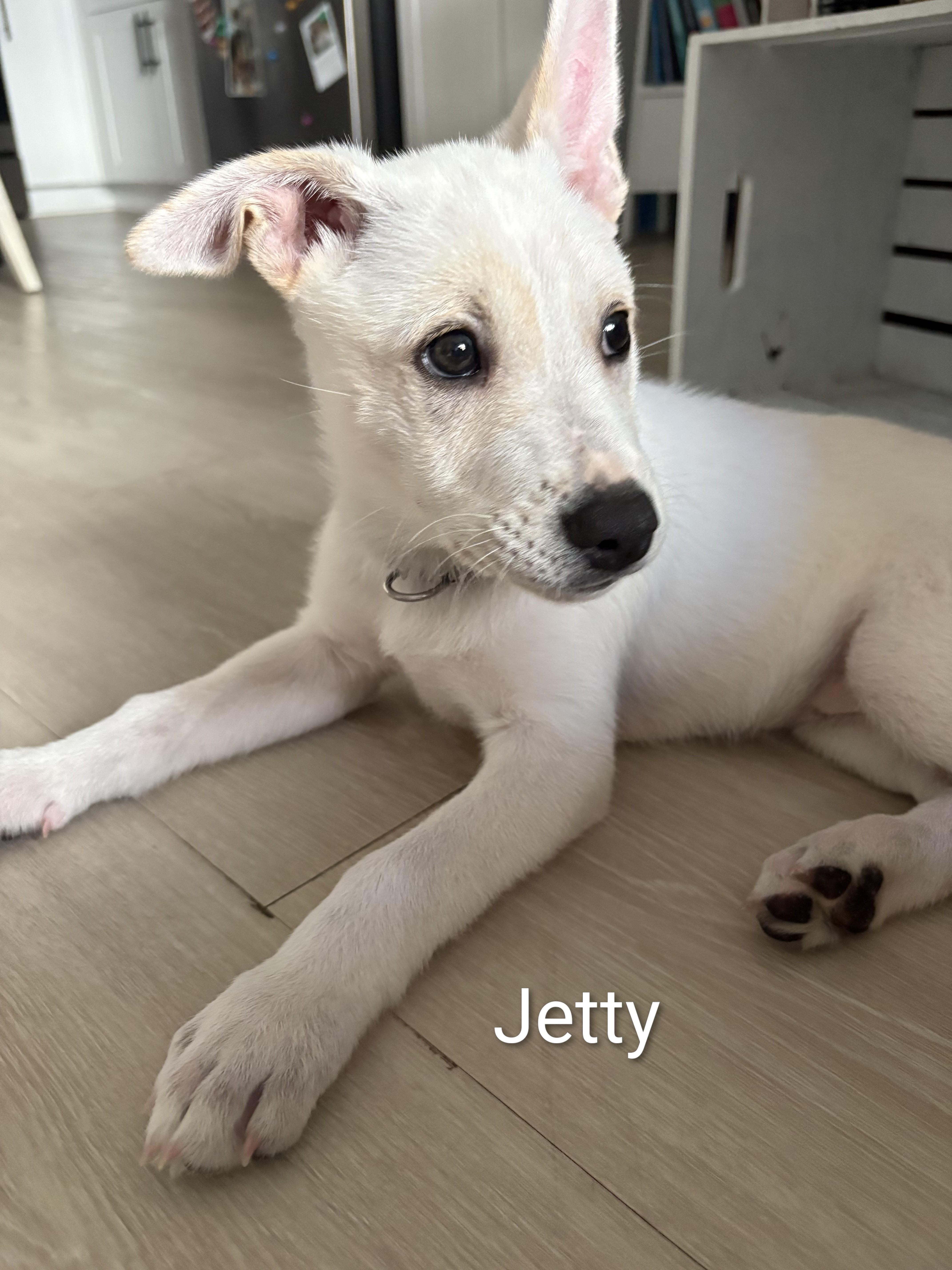 A baby medium-sized female Husky dog named Ocean's Jetty for adoption in Wilmington, NC