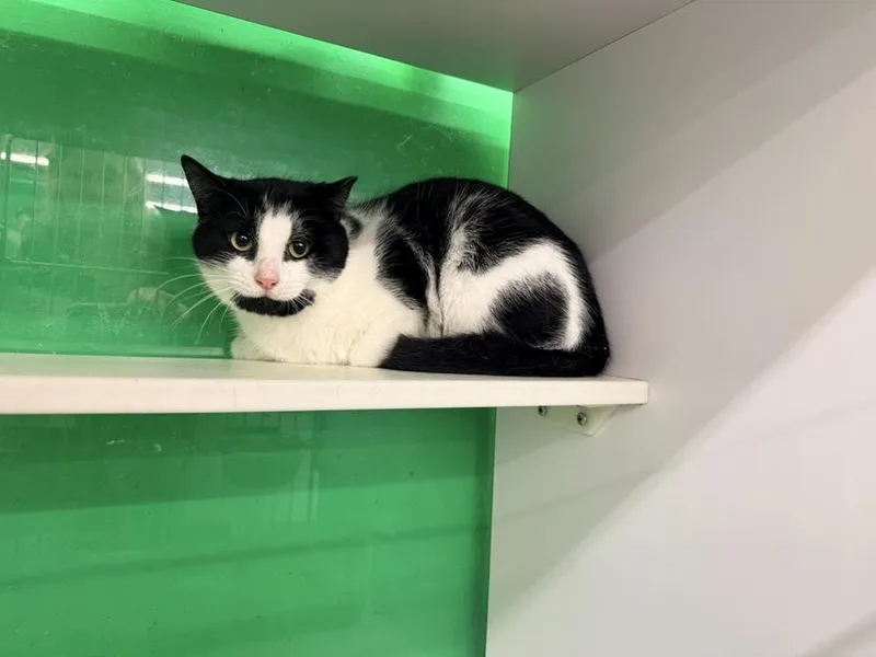 Mr. Boombastic thumbnail 2