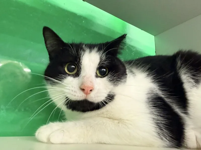 A young medium-sized male Black & White / Tuxedo Domestic Short Hair cat named Mr. Boombastic for adoption in Cleveland, OH