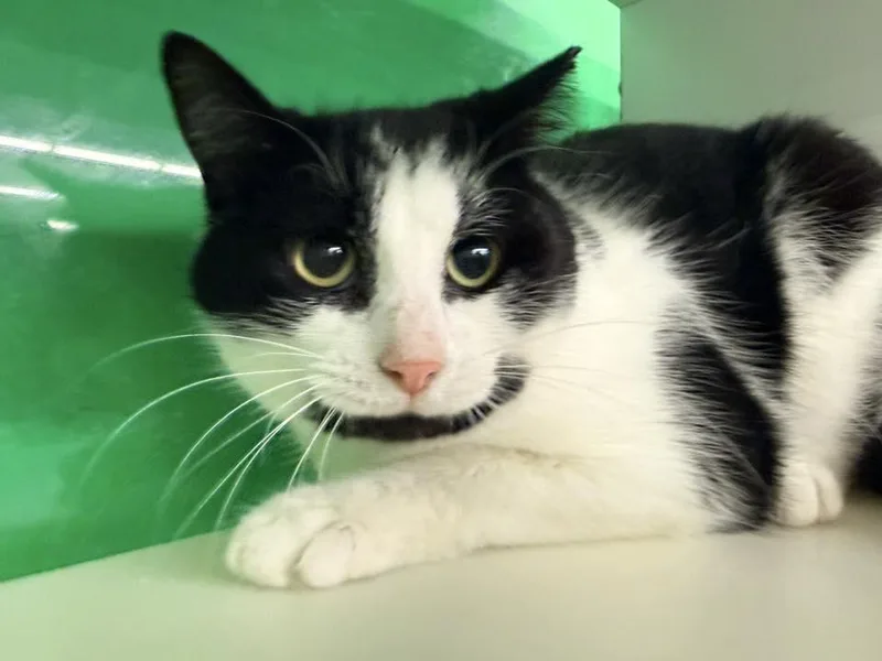 Mr. Boombastic thumbnail 3