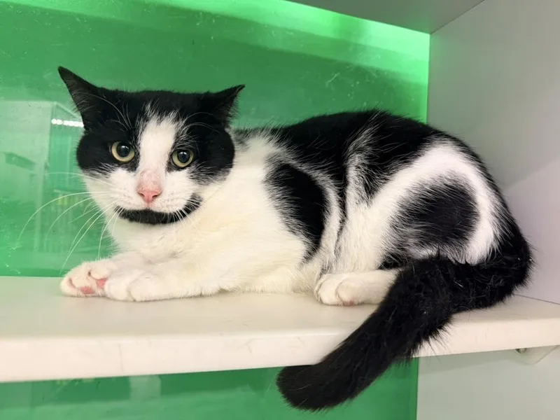 Mr. Boombastic thumbnail 4