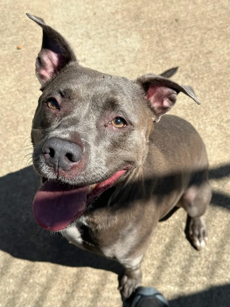 An adult medium-sized female Gray / Blue / Silver Pit Bull Terrier dog named Hoopla for adoption in Chicago, IL