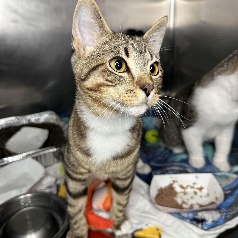 A baby medium-sized male Brown / Chocolate Domestic Short Hair cat named Pothos for adoption in Matteson, IL