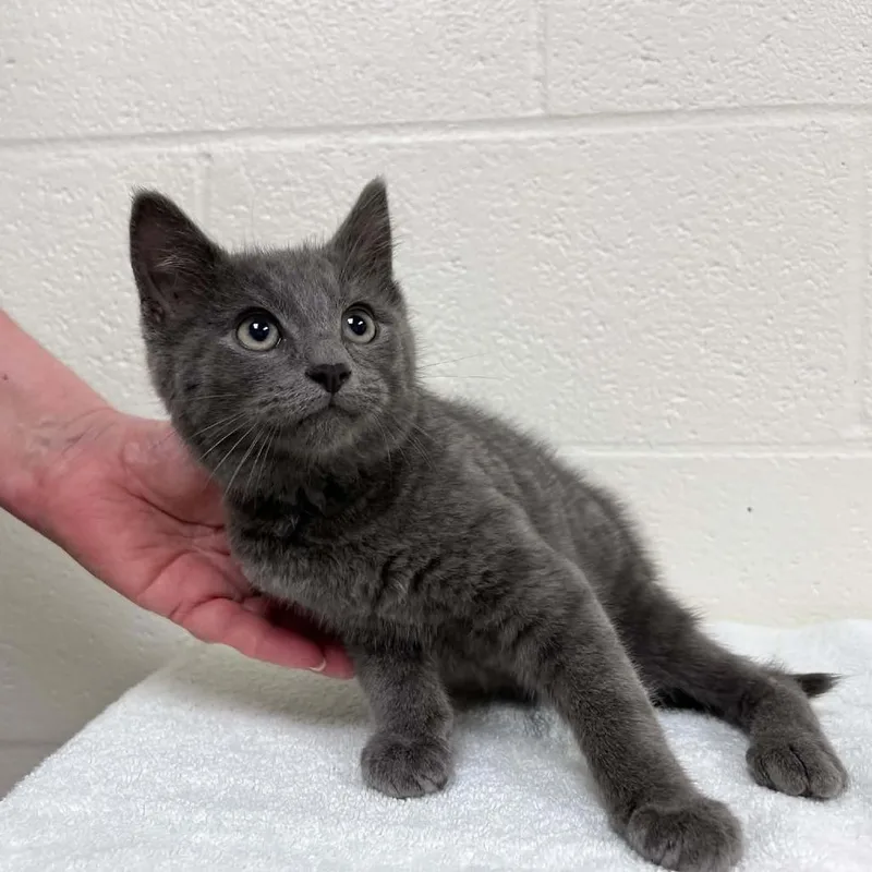 A baby small-sized male Gray / Blue / Silver Domestic Short Hair cat named Sterling for adoption in Lyndhurst, VA