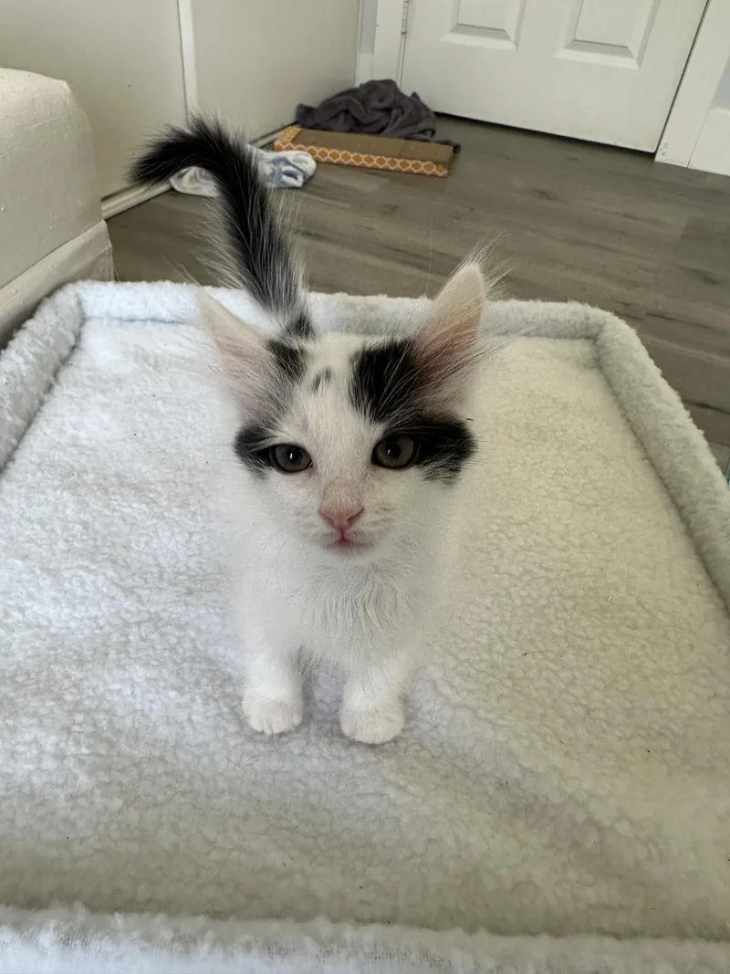 A baby small-sized female Domestic Short Hair cat named Parmesan for adoption in Carlsbad, CA