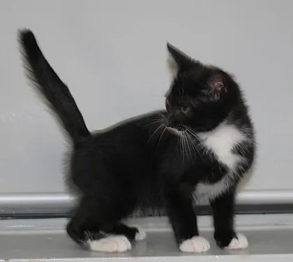 A young small-sized male Domestic Short Hair cat named Clark for adoption in Taylorsville, NC
